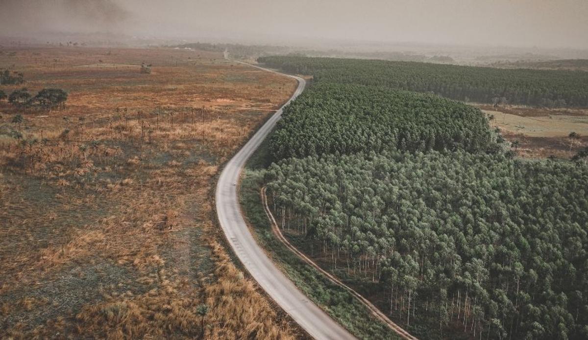 Deforestation in Sierra Leone