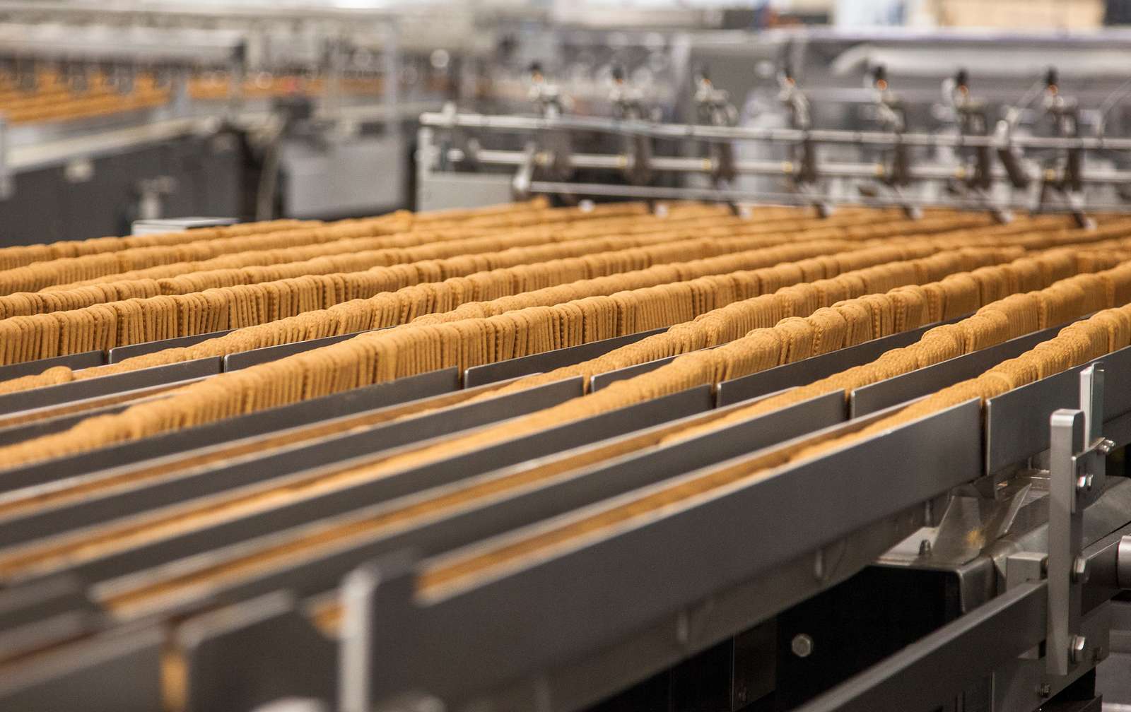 SQF Edition 10 food factory audit preparation.