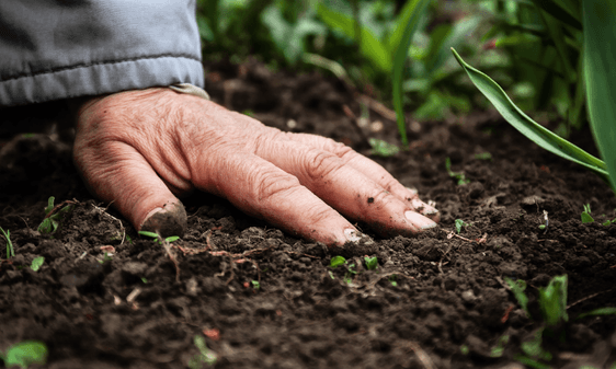Aprovacao de Insumos para uso na agricultura organica e sustentavel Aprovacao de Insumos para uso na agricultura organica e sustentavel
