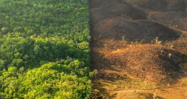 EUDR: What is Happening and How Should Businesses Respond EUDR: What is Happening and How Should Businesses Respond