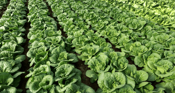 Prepare-se para as novas normas orgânicas da União Europeia! Prepare-se para as novas normas orgânicas da União Europeia!