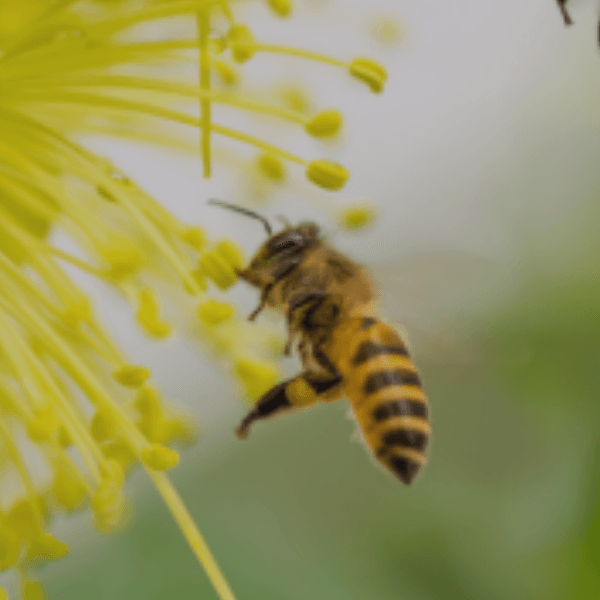 Asegurando el Futuro con PrimusGFS: Módulo 9 y Prácticas de Conservación de Polinizadores