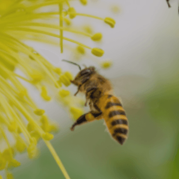 Asegurando el Futuro con PrimusGFS: Módulo 9 y Prácticas de Conservación de Polinizadores Asegurando el Futuro con PrimusGFS: Módulo 9 y Prácticas de Conservación de Polinizadores