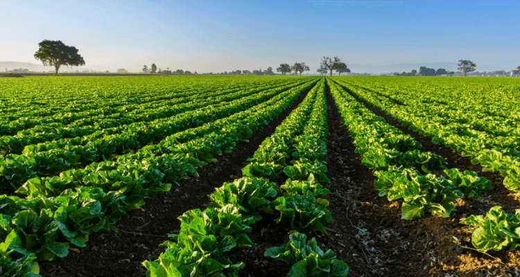 Actualización GLOBALG.A.P.: Cambios Clave en FSMA PSR V2.1 - Lo Que Necesitas Saber