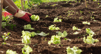 Certificação de Insumos para Agricultura Regenerativa: Qualidade e sustentabilidade como diferenciais competitivos Certificação de Insumos para Agricultura Regenerativa: Qualidade e sustentabilidade como diferenciais competitivos