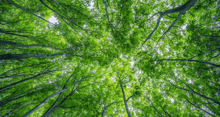 Deep Dive into the EU Deforestation Regulation (EUDR): Roles, Responsibilities, and Practical Scenarios Deep Dive into the EU Deforestation Regulation (EUDR): Roles, Responsibilities, and Practical Scenarios